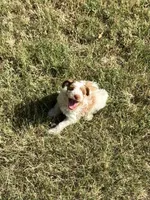 Dottie, a female Miniature Schnauzer for sale in Granbury, TX – 6 of 10