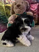 Snoop Dog, a male Miniature Schnauzer for sale in Granbury, TX – Photo 1 of 10