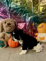 Snoop Dog, a male Miniature Schnauzer for sale in Granbury, TX – Photo 6 of 10