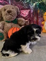 Snoop Dog, a male Miniature Schnauzer for sale in Granbury, TX – Photo 3 of 10