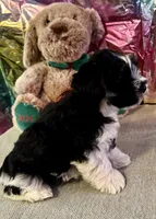 Snoop Dog, a male Miniature Schnauzer for sale in Granbury, TX – Photo 4 of 10