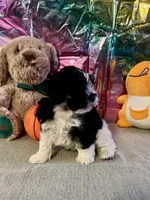 Snoop Dog, a male Miniature Schnauzer for sale in Granbury, TX – Photo 9 of 10