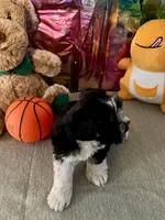 Snoop Dog, a male Miniature Schnauzer for sale in Granbury, TX – Photo 8 of 10