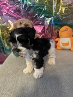 Snoop Dog, a male Miniature Schnauzer for sale in Granbury, TX – Photo 2 of 10