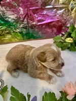 Flash, a male Miniature Schnauzer for sale in Granbury, TX – 9 of 10