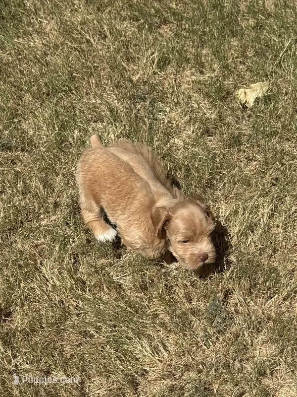 Flash – Miniature Schnauzer puppy for sale in Granbury, TX