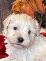 Moon Light, a male Miniature Schnauzer for sale in Granbury, TX – Photo 1 of 7