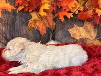 Moon Light, a male Miniature Schnauzer for sale in Granbury, TX – Photo 7 of 7