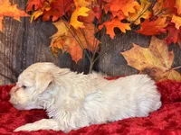 Moon Light, a male Miniature Schnauzer for sale in Granbury, TX – Photo 6 of 7