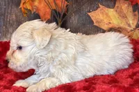 Moon Light, a male Miniature Schnauzer for sale in Granbury, TX – Photo 5 of 7