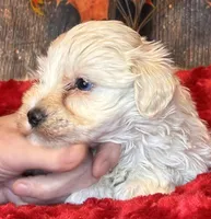 Moon Light, a male Miniature Schnauzer for sale in Granbury, TX – Photo 2 of 7