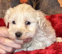 Moon Light, a male Miniature Schnauzer for sale in Granbury, TX – Photo 3 of 7