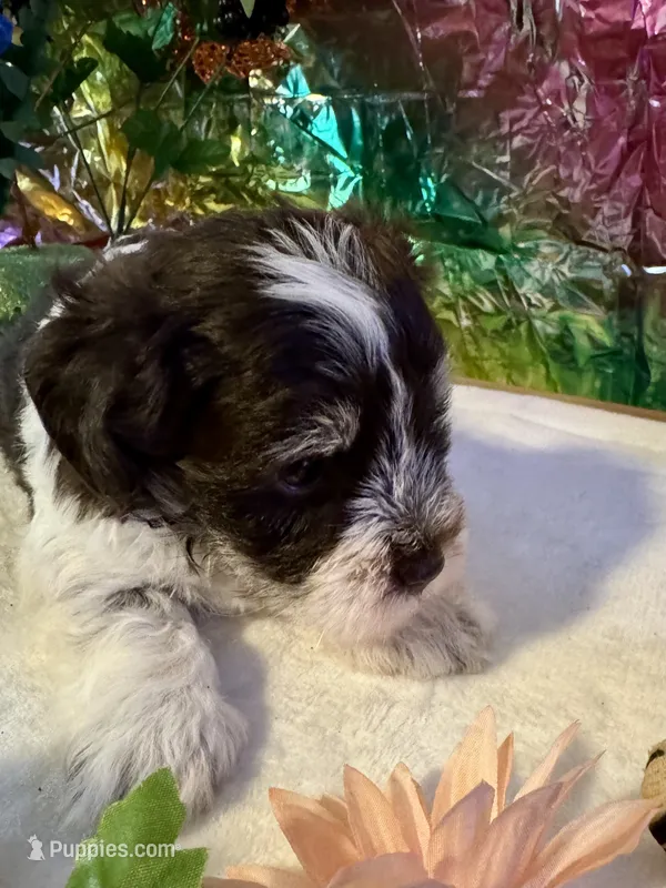 Snicker – Miniature Schnauzer puppy for sale in Granbury, TX