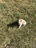 Dottie, a female Miniature Schnauzer for sale in Granbury, TX – 7 of 10