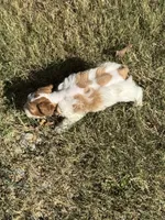 Dottie, a female Miniature Schnauzer for sale in Granbury, TX – 3 of 10