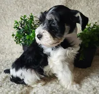 Sport, a male Miniature Schnauzer for sale in Granbury, TX – 2 of 4