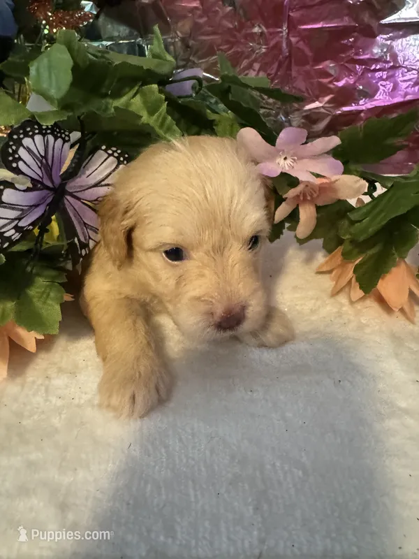 Lucy – Miniature Schnauzer puppy for sale in Granbury, TX