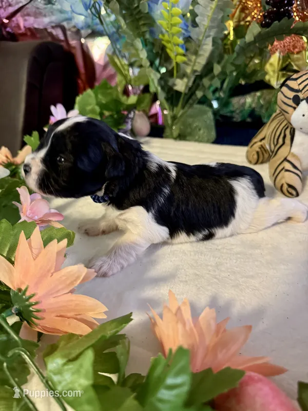 Raz – Miniature Schnauzer puppy for sale in Granbury, TX