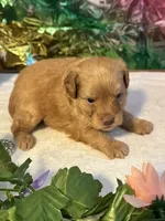 Fin, a male Miniature Schnauzer for sale in Granbury, TX – 4 of 9
