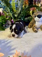 Snicker, a male Miniature Schnauzer for sale in Granbury, TX – 5 of 10