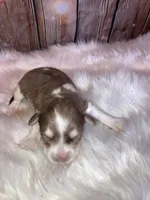 Lizy, a female Miniature Schnauzer for sale in Granbury, TX – Photo 4 of 4