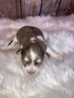 Lizy, a female Miniature Schnauzer for sale in Granbury, TX – Photo 2 of 4