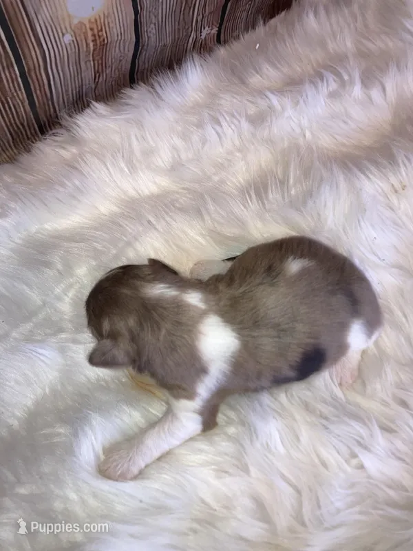 Lizy – Miniature Schnauzer puppy for sale in Granbury, TX