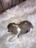 Lizy, a female Miniature Schnauzer for sale in Granbury, TX – Photo 1 of 4