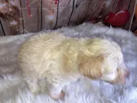 Jacks, a male Miniature Schnauzer for sale in Granbury, TX – Photo 5 of 5