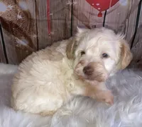 Jacks, a male Miniature Schnauzer for sale in Granbury, TX – Photo 2 of 5