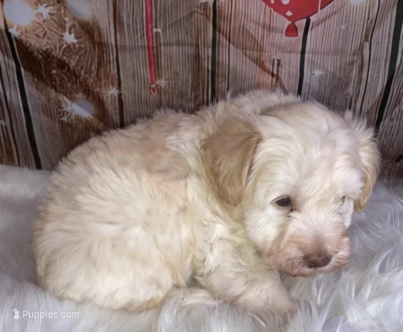 Jacks – Miniature Schnauzer puppy for sale in Granbury, TX