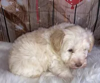 Jacks, a male Miniature Schnauzer for sale in Granbury, TX – Photo 1 of 5