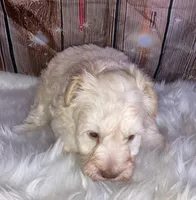 Jacks, a male Miniature Schnauzer for sale in Granbury, TX – Photo 3 of 5