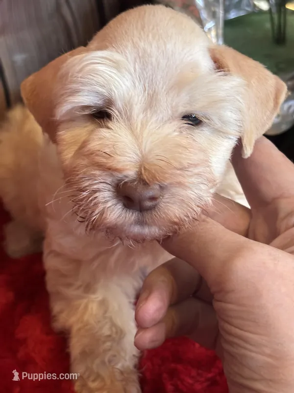 Jacks – Miniature Schnauzer puppy for sale in Granbury, TX