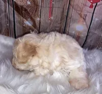 Jacks, a male Miniature Schnauzer for sale in Granbury, TX – Photo 4 of 5