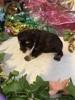Captain, a male Miniature Schnauzer for sale in Granbury, TX – 8 of 8