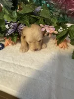 Lucy, a female Miniature Schnauzer for sale in Granbury, TX – 3 of 10