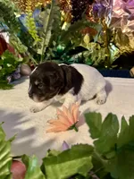 Lilly, a female Miniature Schnauzer for sale in Granbury, TX – 4 of 10