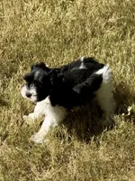Raz, a male Miniature Schnauzer for sale in Granbury, TX – 7 of 10