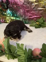 Captain, a male Miniature Schnauzer for sale in Granbury, TX – 2 of 8