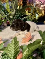 Lilly, a female Miniature Schnauzer for sale in Granbury, TX – 2 of 10