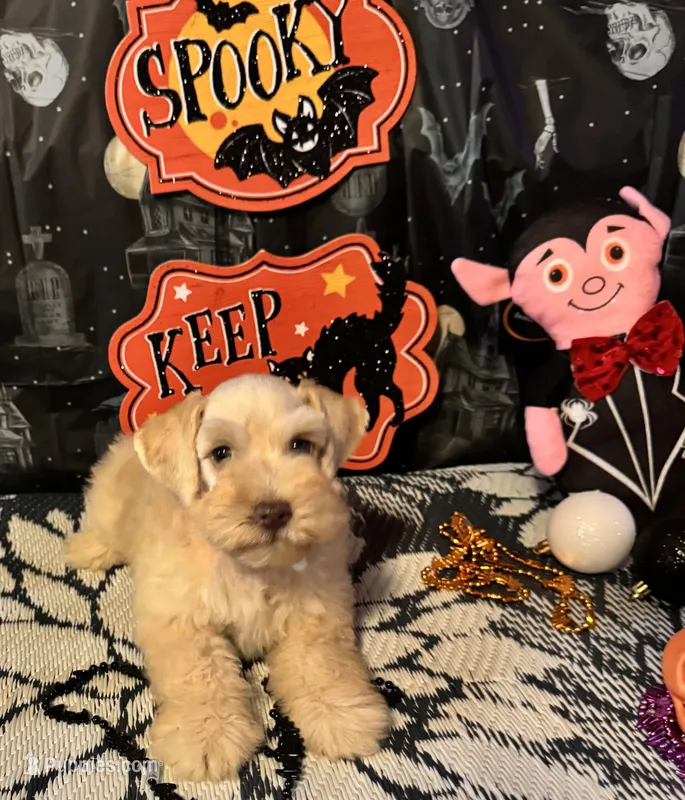 Lucy – Miniature Schnauzer puppy for sale in Granbury, TX