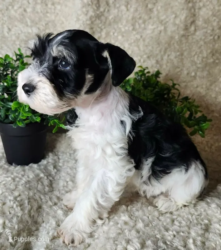 Sport – Miniature Schnauzer puppy for sale in Granbury, TX