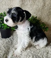 Sport, a male Miniature Schnauzer for sale in Granbury, TX – 1 of 4