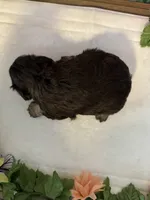 Captain, a male Miniature Schnauzer for sale in Granbury, TX – 3 of 8