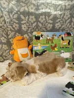 Sahara, a female Miniature Schnauzer for sale in Granbury, TX – 10 of 10