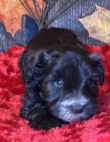 Troop, a male Miniature Schnauzer for sale in Granbury, TX – Photo 2 of 8