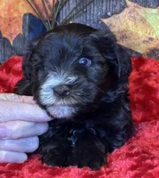 Troop, a male Miniature Schnauzer for sale in Granbury, TX – Photo 1 of 8