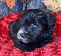 Troop, a male Miniature Schnauzer for sale in Granbury, TX – Photo 4 of 8