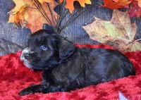 Troop, a male Miniature Schnauzer for sale in Granbury, TX – Photo 7 of 8